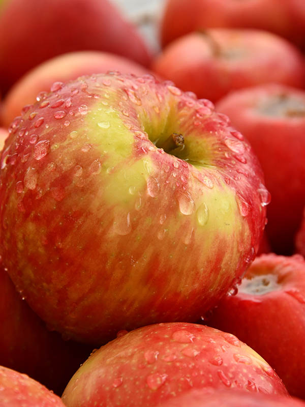 apples copy