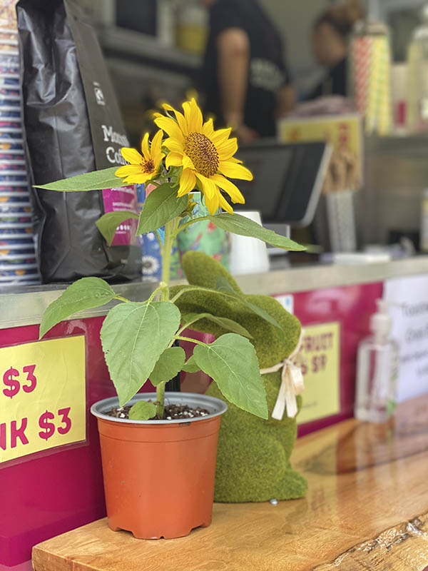 sunflower